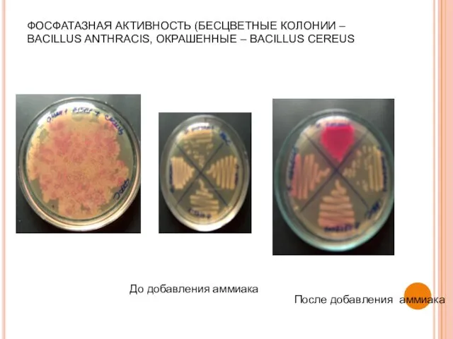 ФОСФАТАЗНАЯ АКТИВНОСТЬ (БЕСЦВЕТНЫЕ КОЛОНИИ – BACILLUS ANTHRACIS, ОКРАШЕННЫЕ – BACILLUS CEREUS