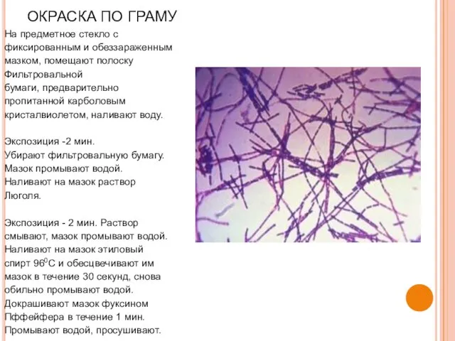 ОКРАСКА ПО ГРАМУ На предметное стекло с фиксированным и обеззараженным мазком,