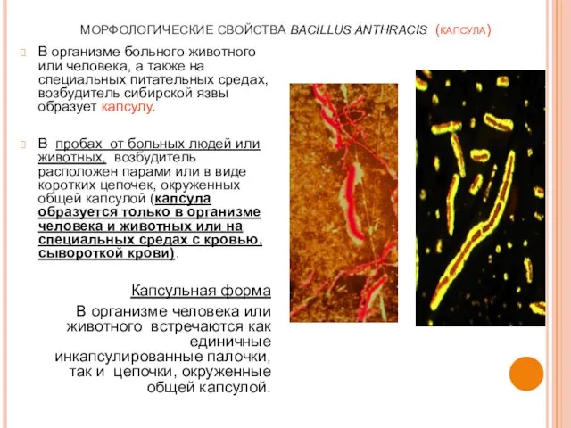 МОРФОЛОГИЧЕСКИЕ СВОЙСТВА BACILLUS ANTHRACIS (капсула) В организме больного животного или человека,