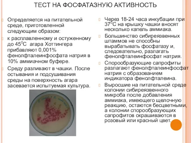 ТЕСТ НА ФОСФАТАЗНУЮ АКТИВНОСТЬ Определяется на питательной среде, приготовленной следующим образом: