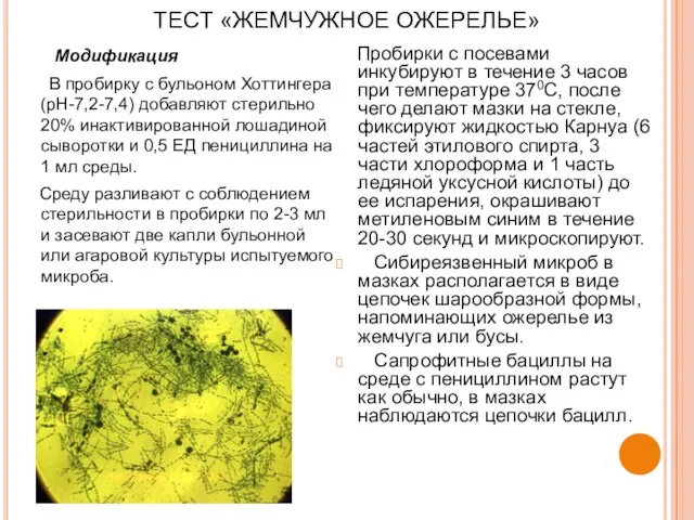 ТЕСТ «ЖЕМЧУЖНОЕ ОЖЕРЕЛЬЕ» Модификация В пробирку с бульоном Хоттингера (рН-7,2-7,4) добавляют