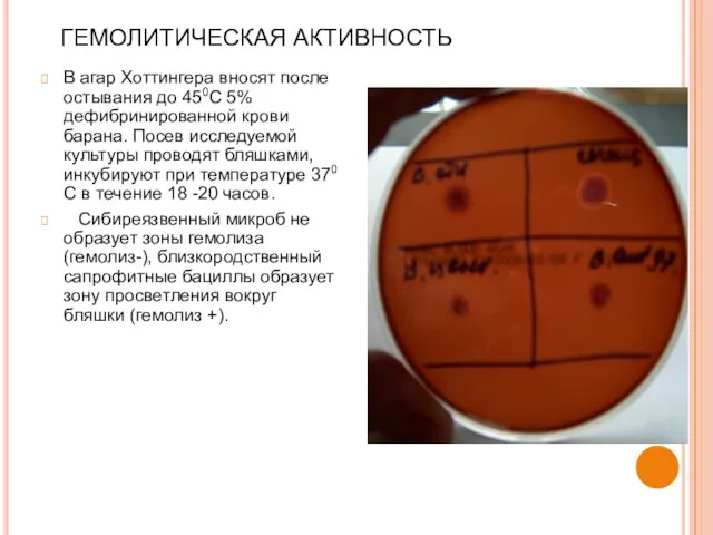 ГЕМОЛИТИЧЕСКАЯ АКТИВНОСТЬ В агар Хоттингера вносят после остывания до 450С 5%