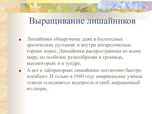 Выращивание лишайников Лишайники обнаружены даже в бесплодных арктических пустынях и внутри