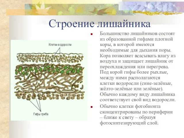 Строение лишайника Большинство лишайников состоят из образованной гифами плотной коры, в