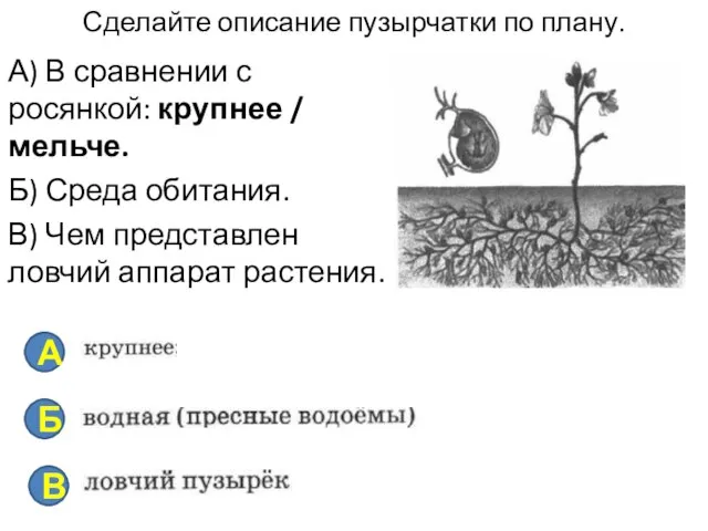 Сделайте описание пузырчатки по плану. А) В сравнении с росянкой: крупнее