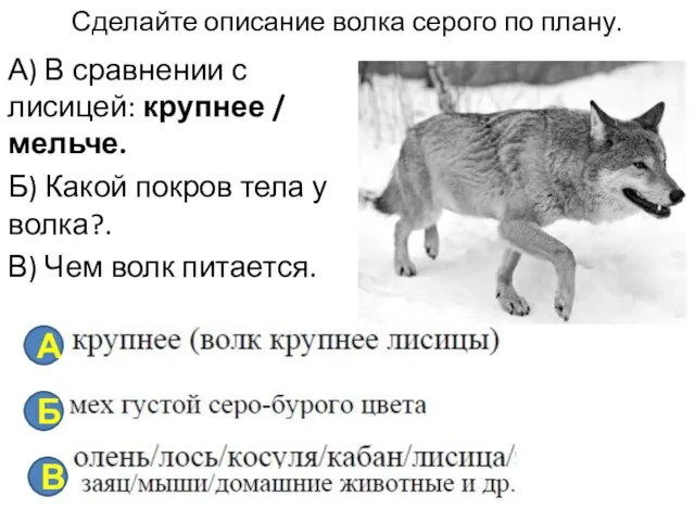 Сделайте описание волка серого по плану. А) В сравнении с лисицей: