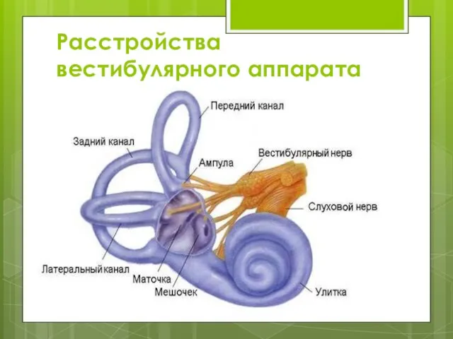 Расстройства вестибулярного аппарата