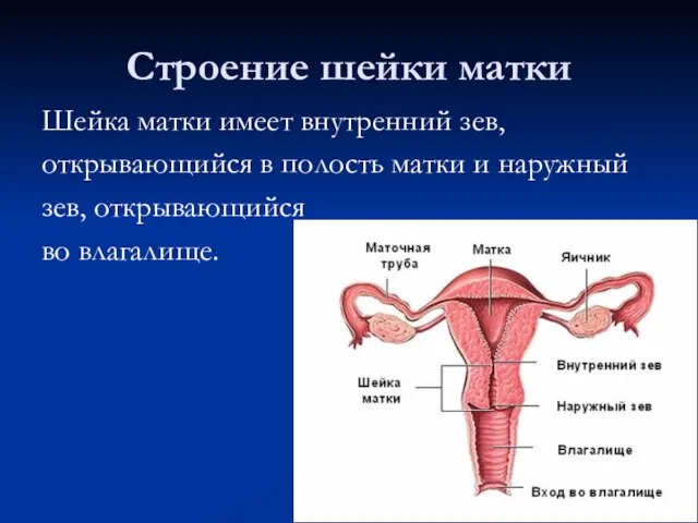 Строение шейки матки Шейка матки имеет внутренний зев, открывающийся в полость