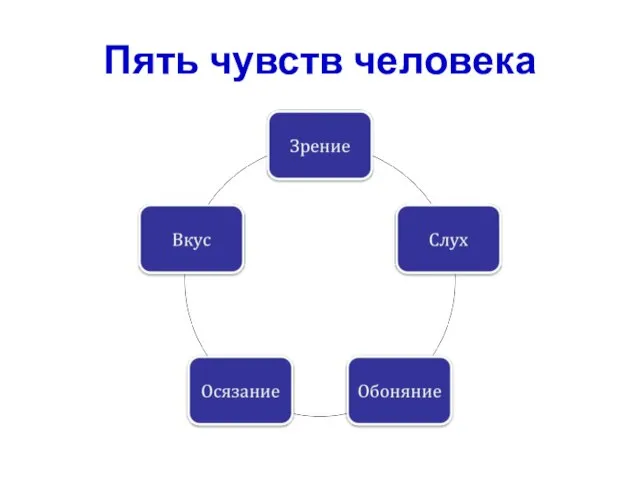 Пять чувств человека