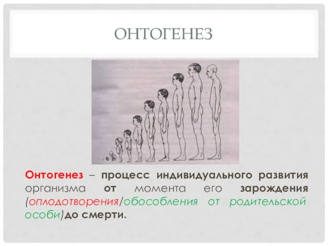 ОНТОГЕНЕЗ Онтогенез – процесс индивидуального развития организма от момента его зарождения (оплодотворения/обособления от родительской особи)до смерти.