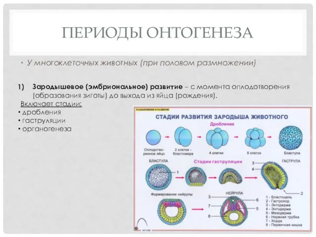 ПЕРИОДЫ ОНТОГЕНЕЗА У многоклеточных животных (при половом размножении) Зародышевое (эмбриональное) развитие