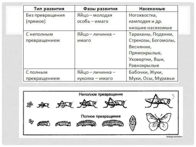 ТИПЫ РАЗВИТИЯ