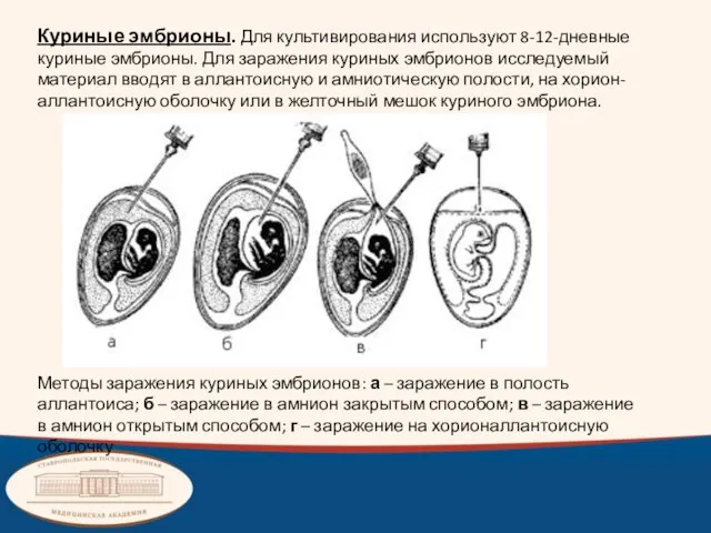 Куриные эмбрионы. Для культивирования используют 8-12-дневные куриные эмбрионы. Для заражения куриных