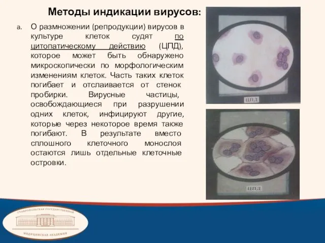 Методы индикации вирусов: О размножении (репродукции) вирусов в культуре клеток судят