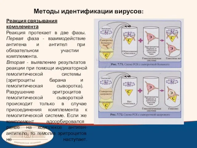 Методы идентификации вирусов: Реакция связывания комплемента Реакция протекает в две фазы.