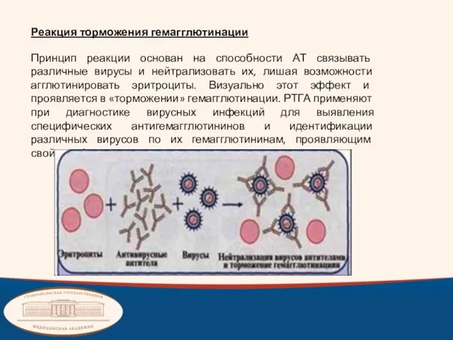 Реакция торможения гемагглютинации Принцип реакции основан на способности АТ связывать различные