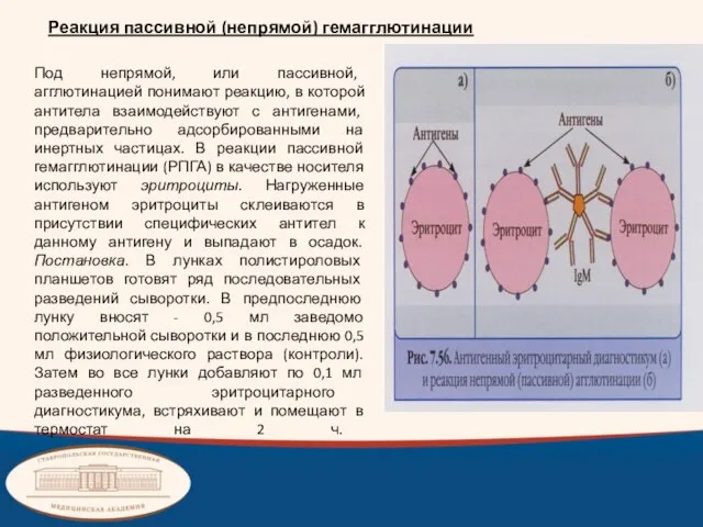 Реакция пассивной (непрямой) гемагглютинации Под непрямой, или пассивной, агглютинацией понимают реакцию,