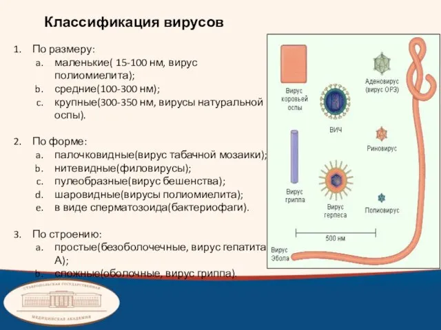 Классификация вирусов По размеру: маленькие( 15-100 нм, вирус полиомиелита); средние(100-300 нм);