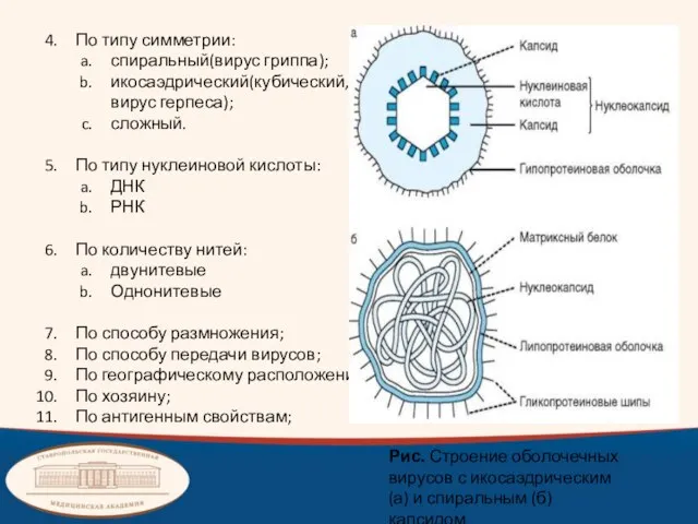 По типу симметрии: спиральный(вирус гриппа); икосаэдрический(кубический, вирус герпеса); сложный. По типу