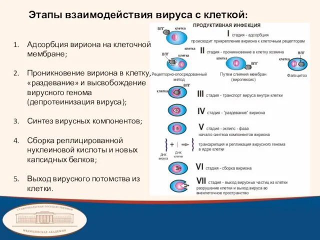 Этапы взаимодействия вируса с клеткой: Адсорбция вириона на клеточной мембране; Проникновение