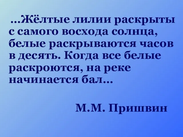 …Жёлтые лилии раскрыты с самого восхода солнца, белые раскрываются часов в