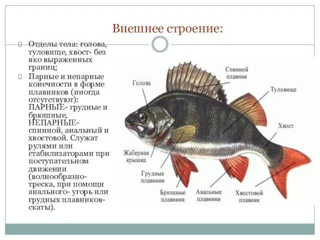 Внешнее строение: Отделы тела: голова, туловище, хвост- без яко выраженных границ;