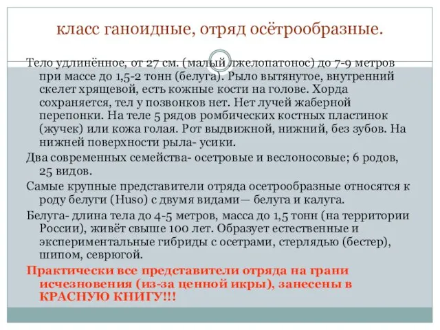 класс ганоидные, отряд осётрообразные. Тело удлинённое, от 27 см. (малый лжелопатонос)