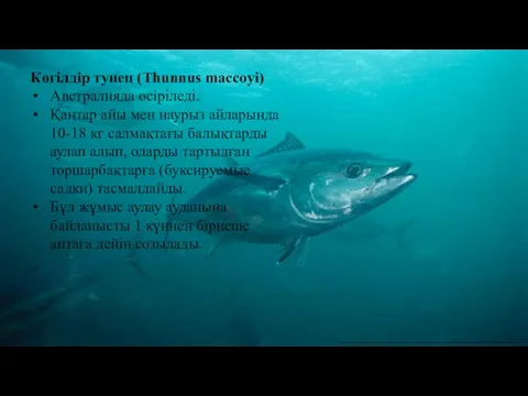 Көгілдір тунец (Thunnus maccoyi) Австралияда өсіріледі. Қаңтар айы мен наурыз айларында