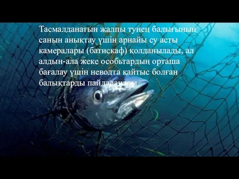 Тасмалданатын жалпы тунец балығының санын анықтау үшін арнайы су асты камералары