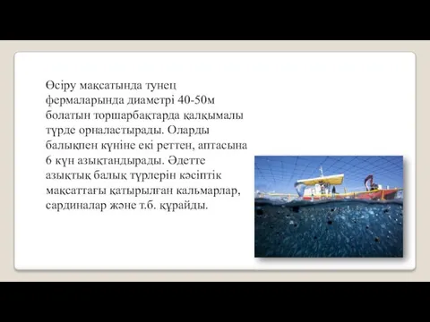 Өсіру мақсатында тунец фермаларында диаметрі 40-50м болатын торшарбақтарда қалқымалы түрде орналастырады.