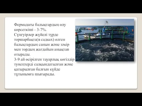 Фермадағы балықтардың өлу көрсеткіші - 3-7%. Сүңгуірлер жүйелі түрде торшарбақта(в садках)