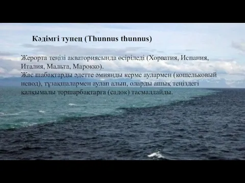 Кәдімгі тунец (Thunnus thunnus) Жерорта теңізі акваториясында өсіріледі (Хорватия, Испания, Италия,