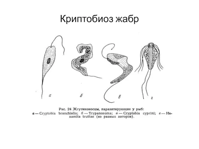 Криптобиоз жабр