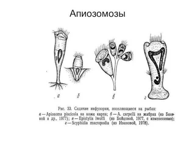 Апиозомозы