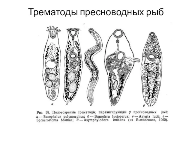 Трематоды пресноводных рыб