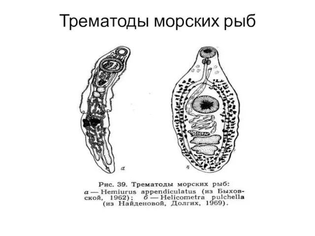 Трематоды морских рыб