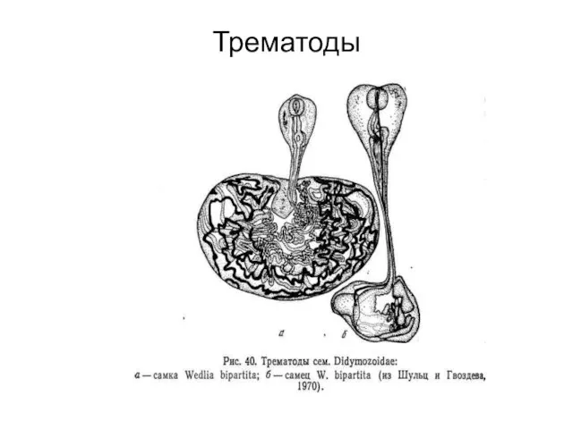 Трематоды