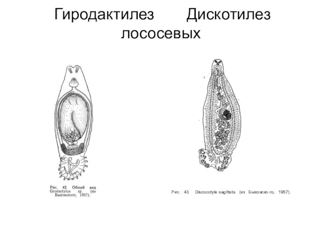 Гиродактилез Дискотилез лососевых Рис. 43. Discocotyle sagittata (из Быховско-го, 1957).