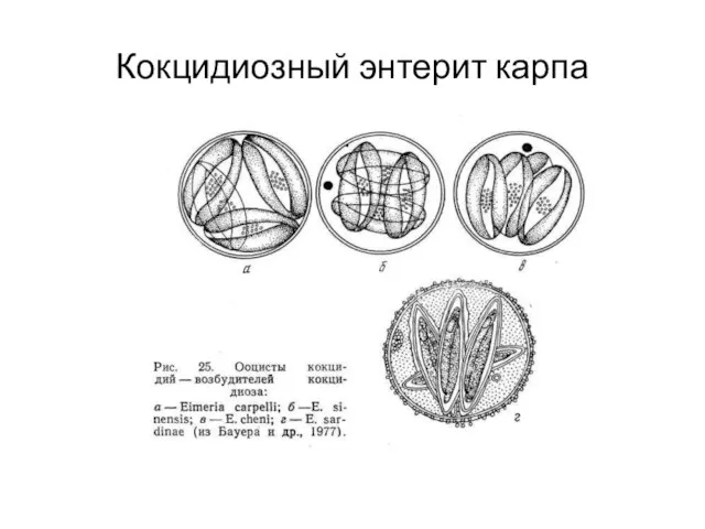 Кокцидиозный энтерит карпа