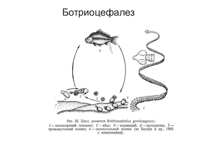 Ботриоцефалез