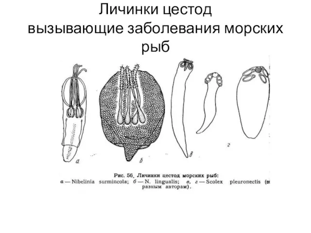 Личинки цестод вызывающие заболевания морских рыб