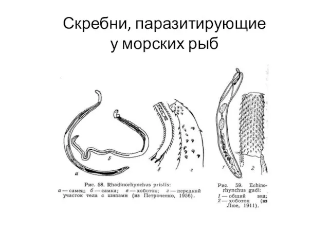 Скребни, паразитирующие у морских рыб