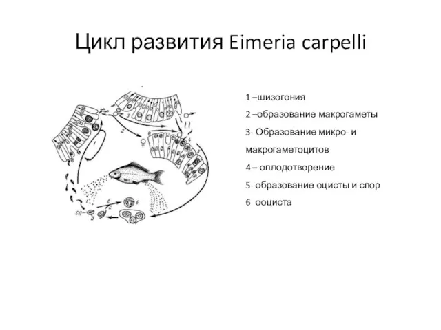 Цикл развития Eimeria carpelli 1 –шизогония 2 –образование макрогаметы 3- Образование