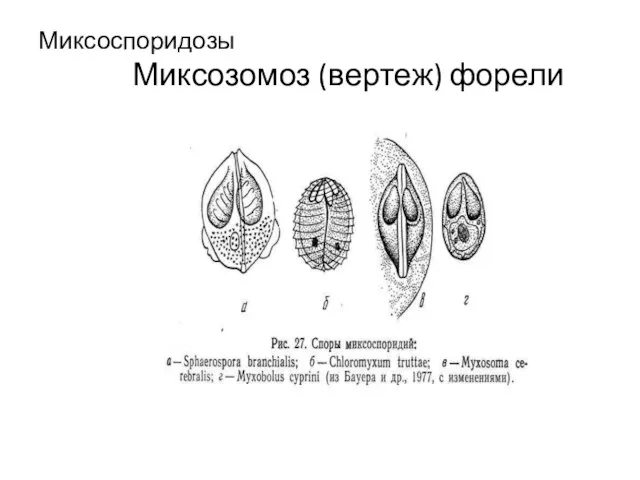 Миксоспоридозы Миксозомоз (вертеж) форели