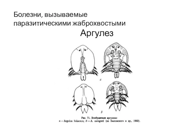 Болезни, вызываемые паразитическими жаброхвостыми Аргулез