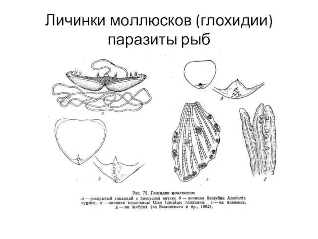 Личинки моллюсков (глохидии) паразиты рыб