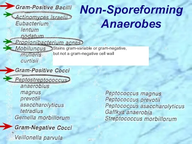 Stains gram-variable or gram-negative, but not a gram-negative cell wall