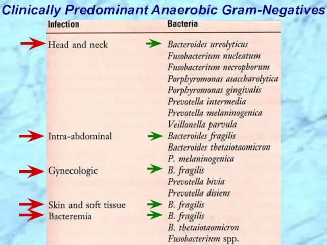 Clinically Predominant Anaerobic Gram-Negatives