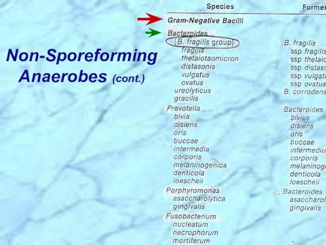 Non-Sporeforming Anaerobes (cont.)