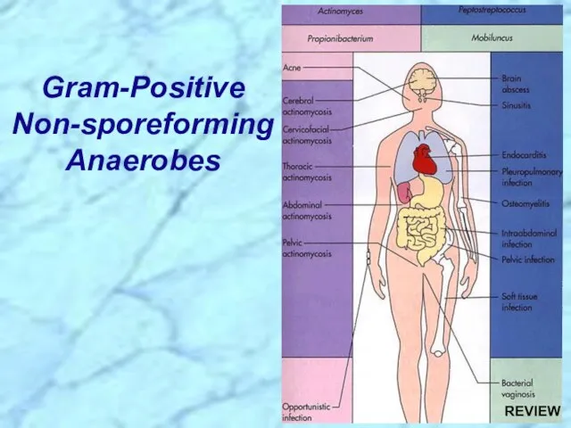 Gram-Positive Non-sporeforming Anaerobes REVIEW